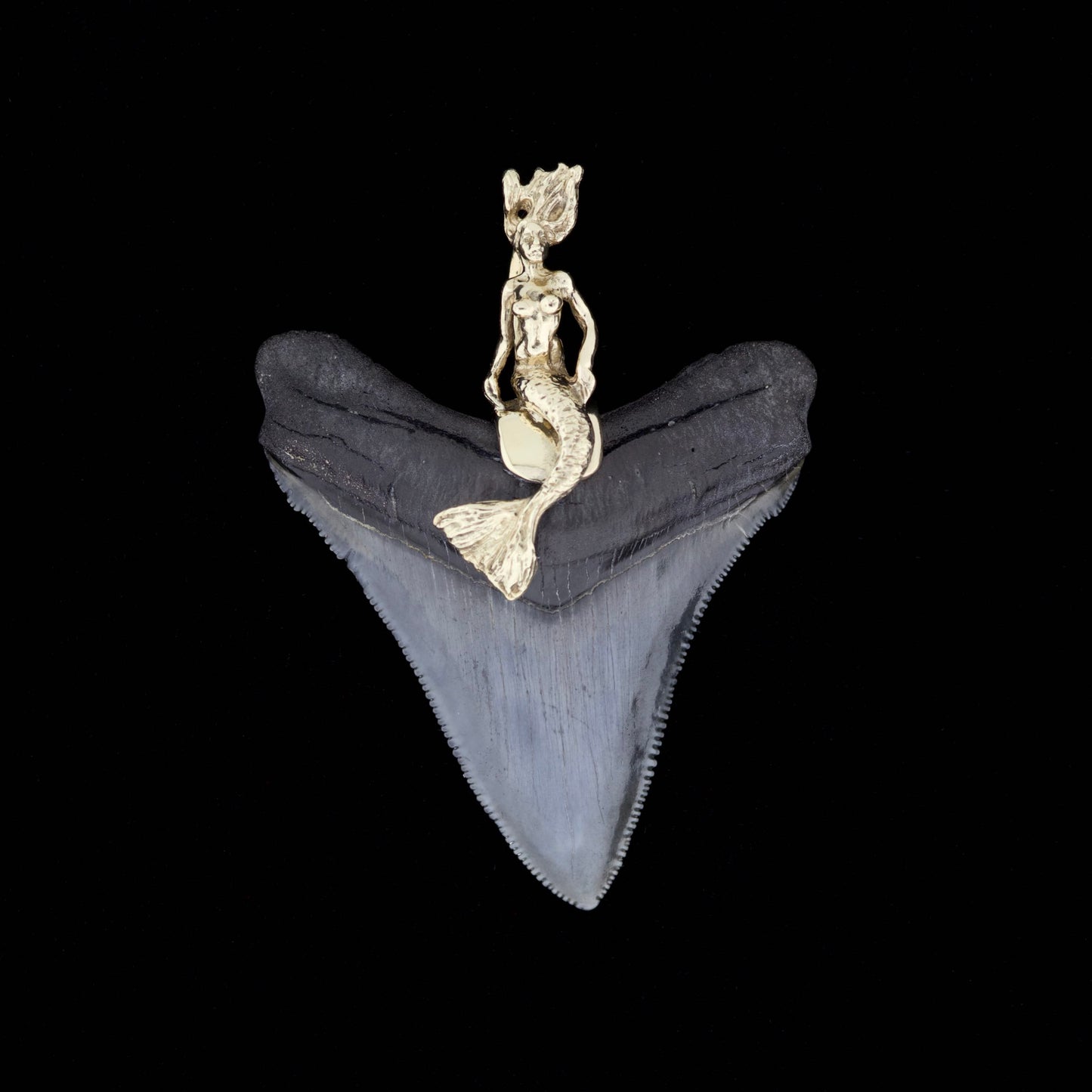 Megalodon shark tooth with a gold mermaid pendant on a black background