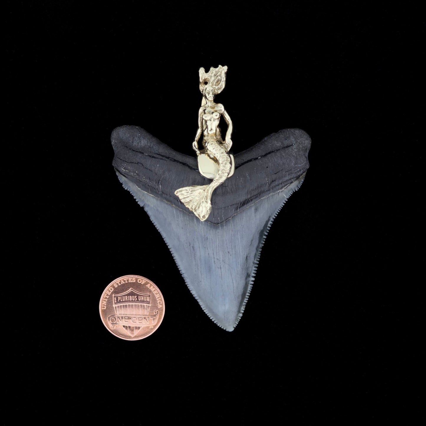 Megalodon shark tooth with a gold mermaid pendant on a black background