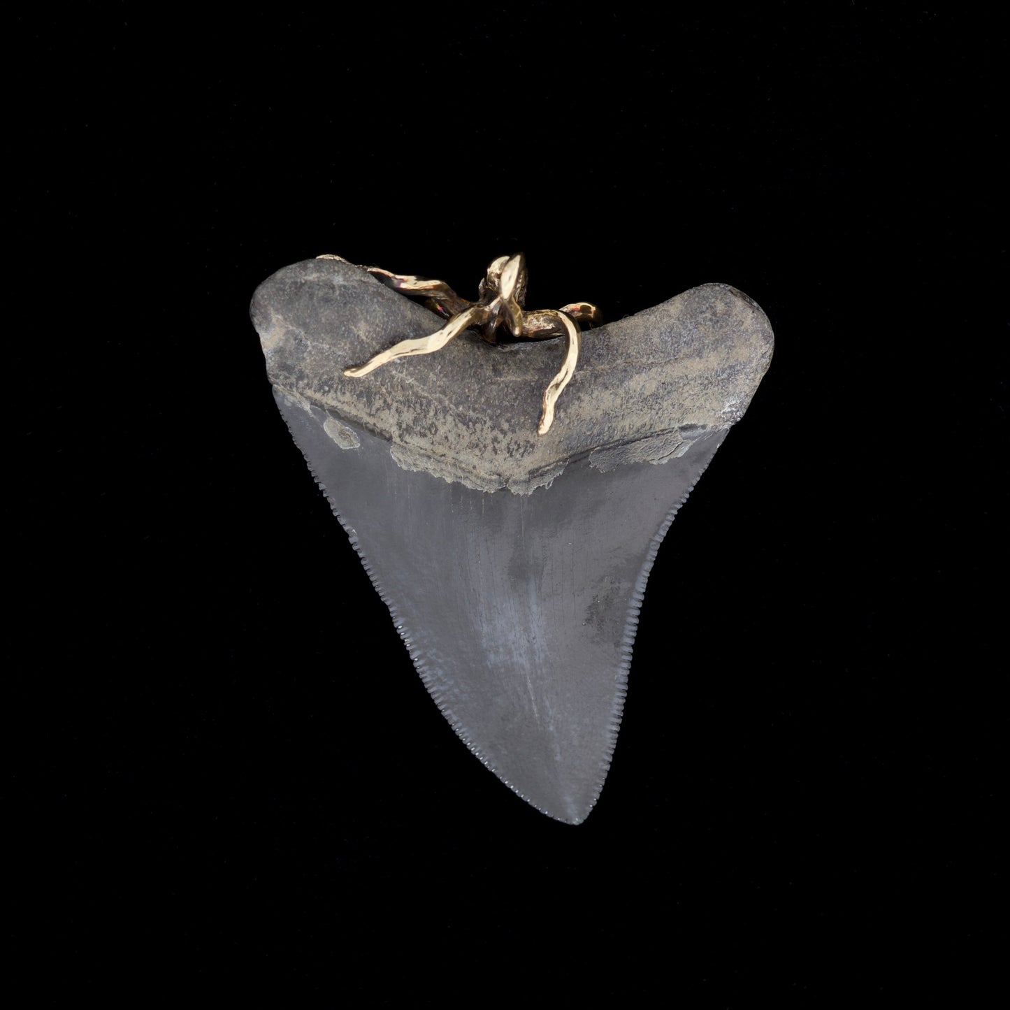 Fossilized megalodon shark tooth with gold octopus bail on top, on a black background.