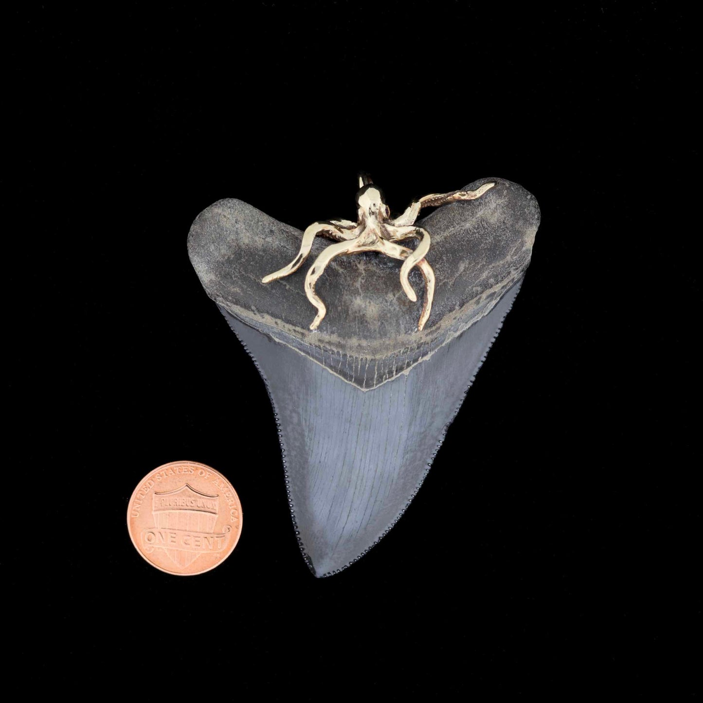 Fossilized megalodon shark tooth with gold octopus bail on top, next to a penny for scale, on a black background.