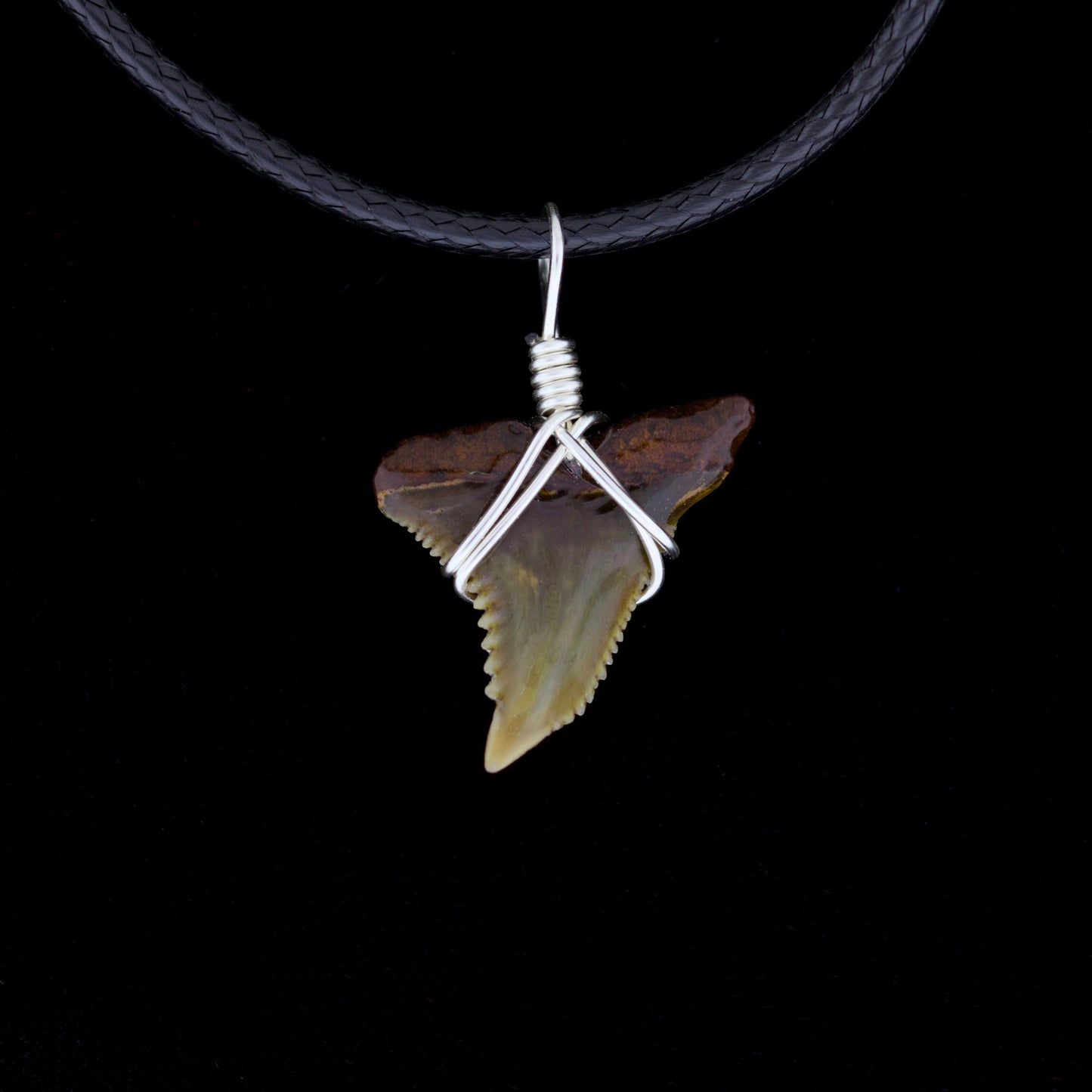 3/4" Fossil Snaggletooth Shark Necklace