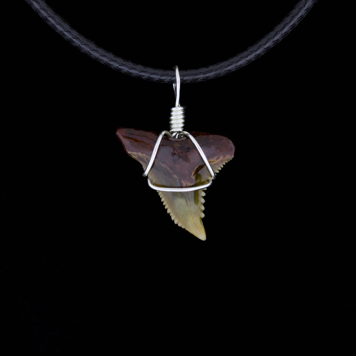 3/4" Fossil Snaggletooth Shark Necklace