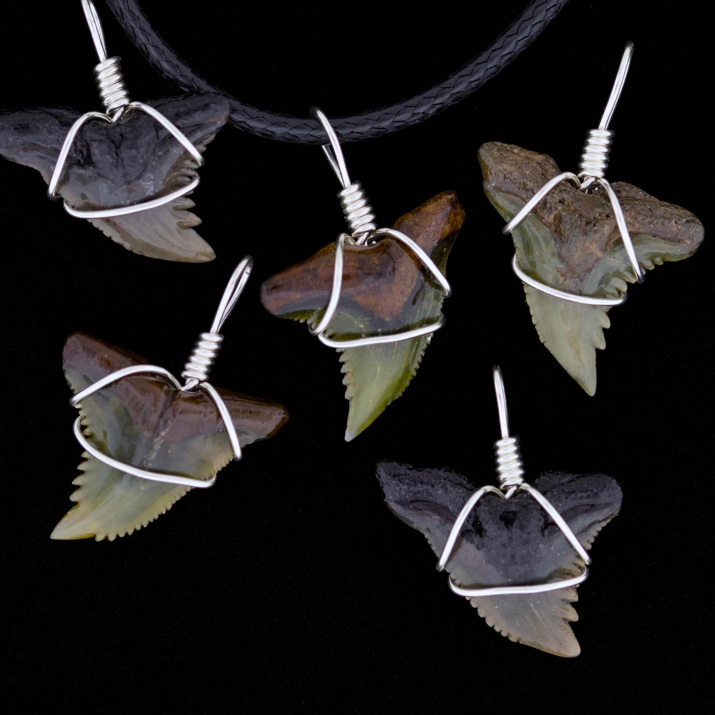 3/4" Fossil Snaggletooth Shark Necklace