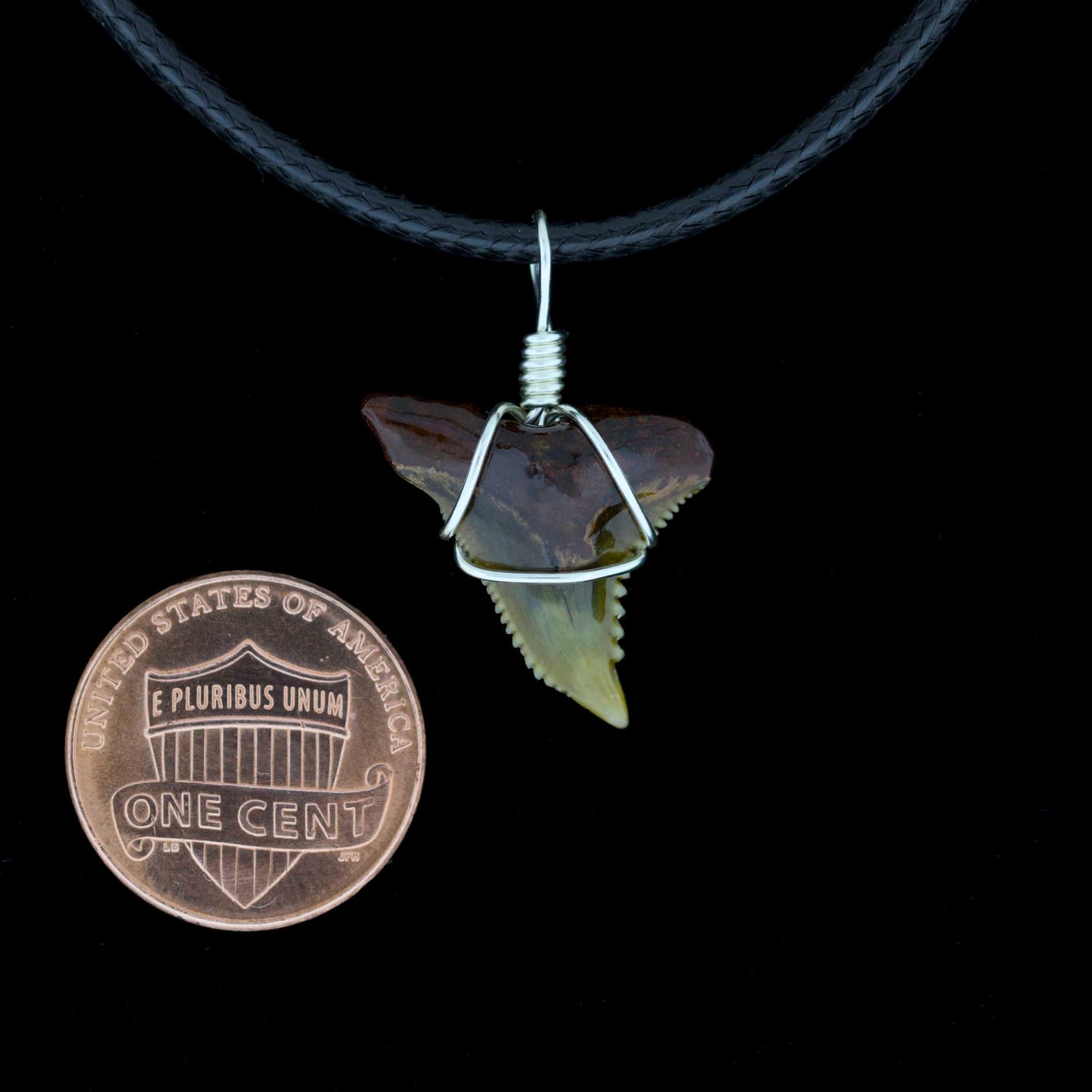 3/4" Fossil Snaggletooth Shark Necklace