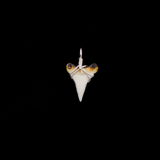 3/4" Modern Great White Tooth Pendant – Burnt Root / Wire-Wrapped