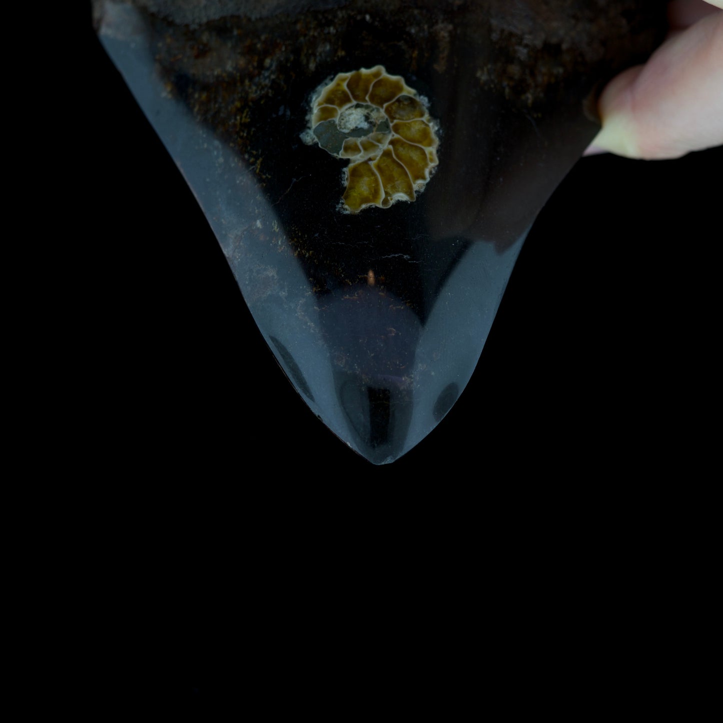 4.98" Megalodon Tooth with Ammonite Inlay | Polished Collector Specimen