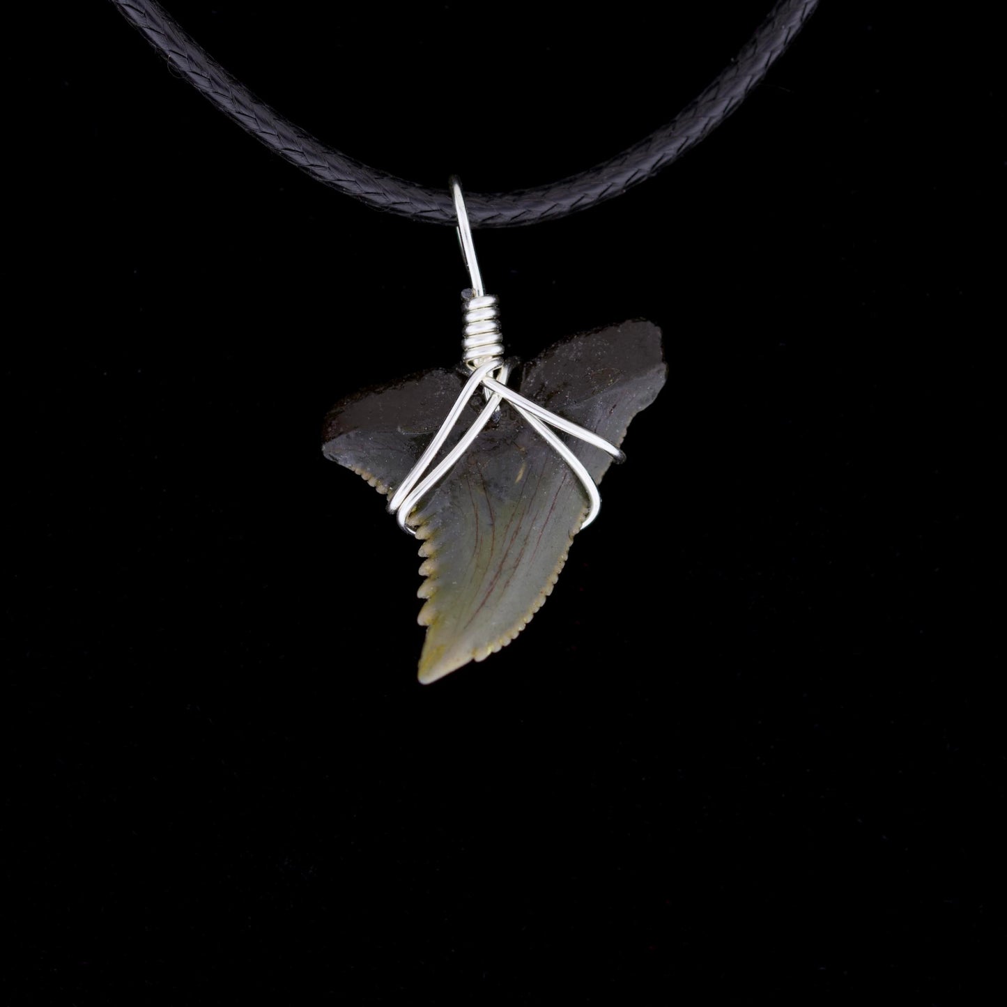 7/8" Fossil Snaggletooth Shark Necklace