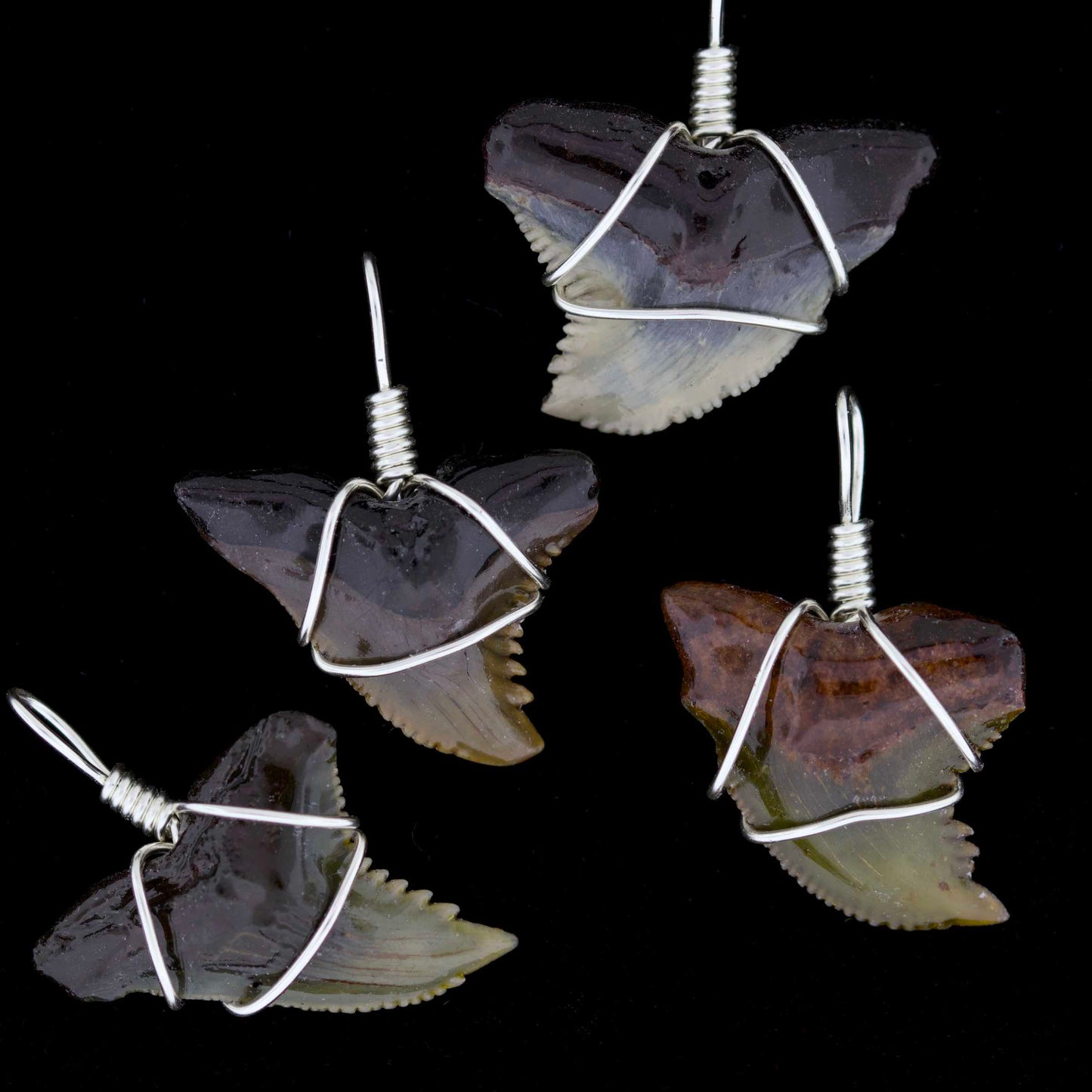 7/8" Fossil Snaggletooth Shark Necklace