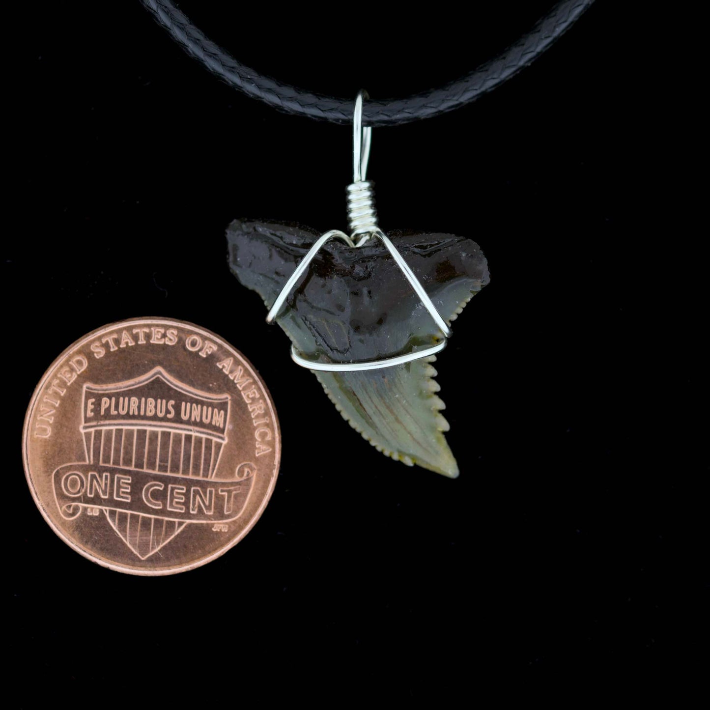 7/8" Fossil Snaggletooth Shark Necklace