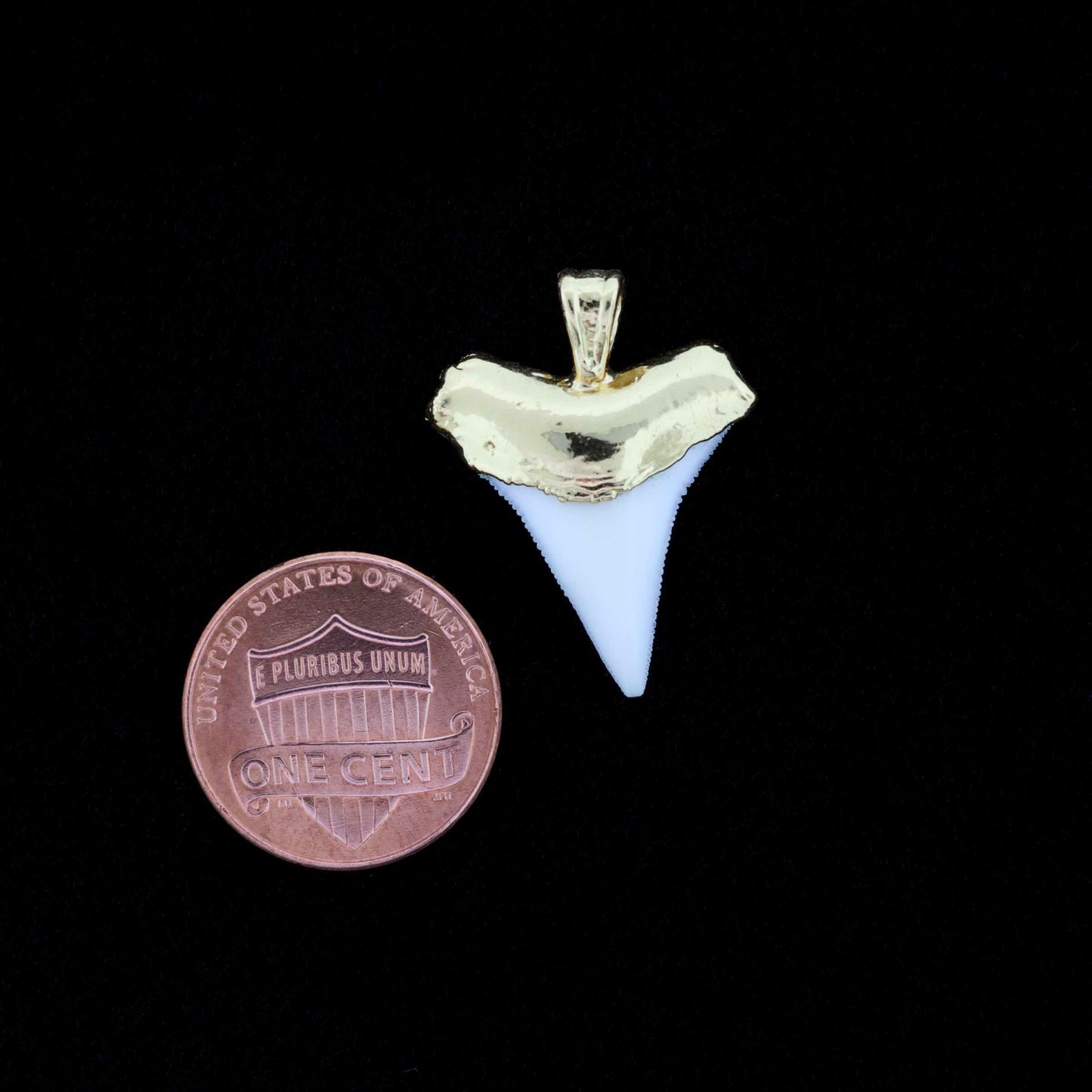 White tip shark tooth pendant with gold setting next to a U.S. quarter coin on a black background