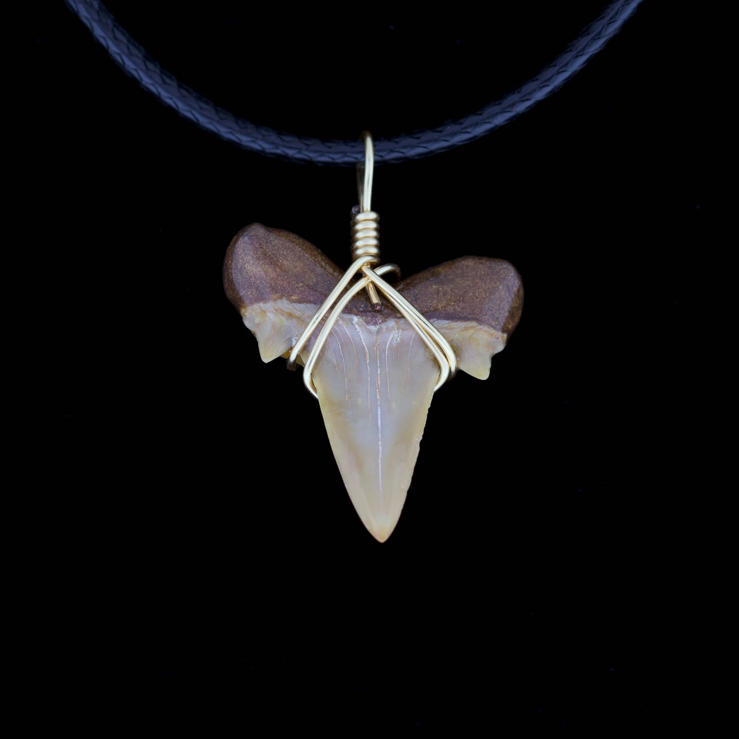 7/8" Pearl Brown Otodus Obliquus Necklace