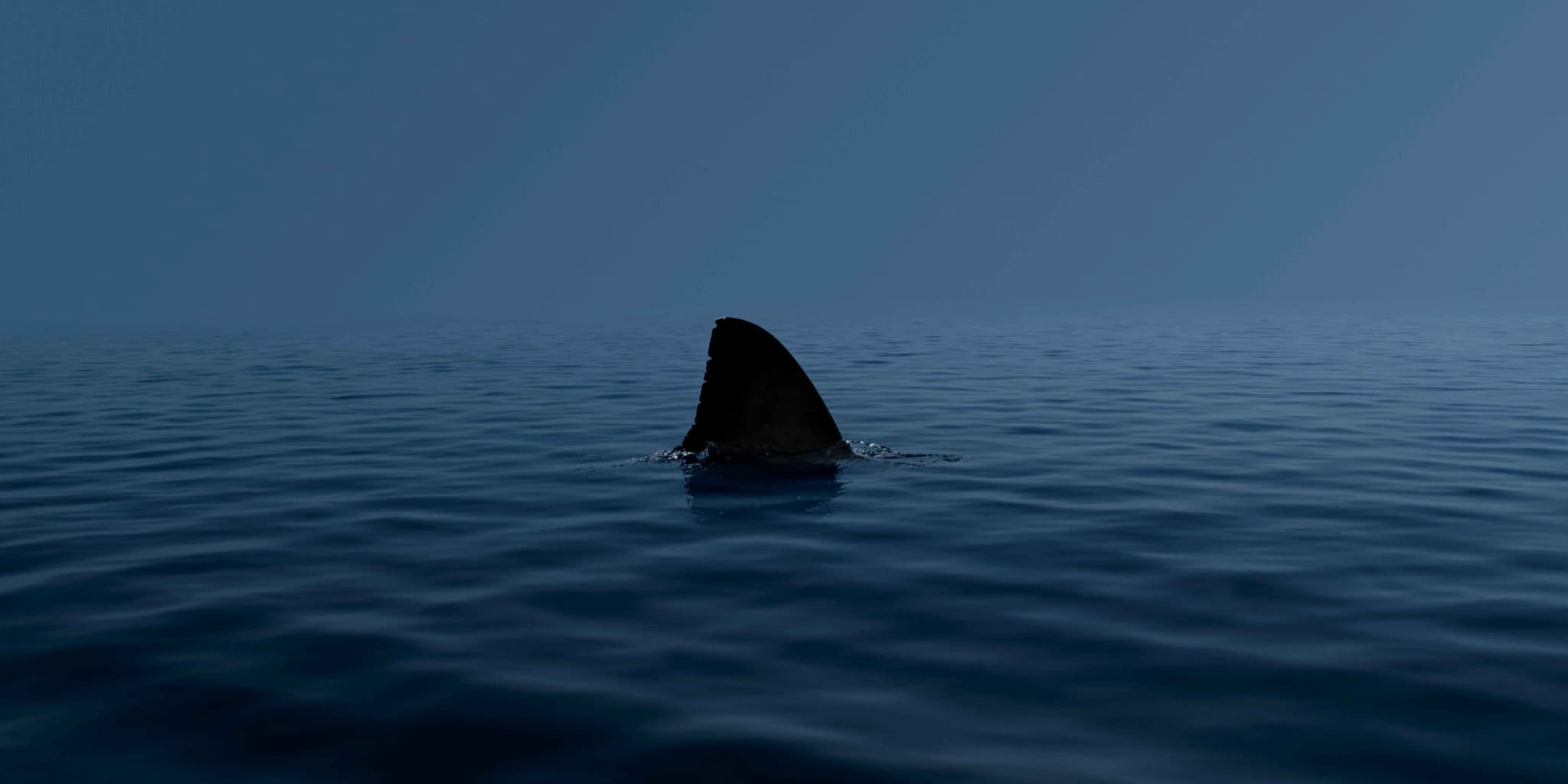 Shark fin breaking ocean surface at dawn – banner image for shark tooth jewelry and articles.