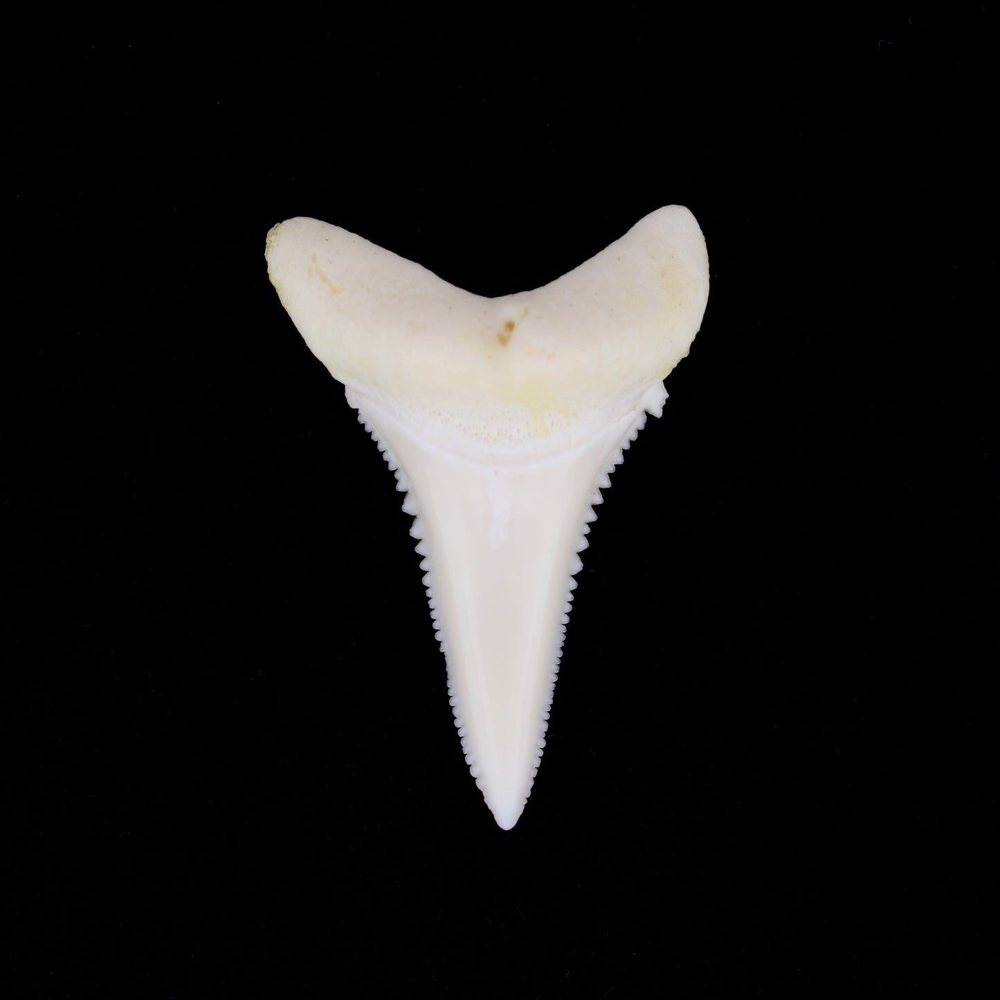 1.3" Modern Great White Shark Tooth