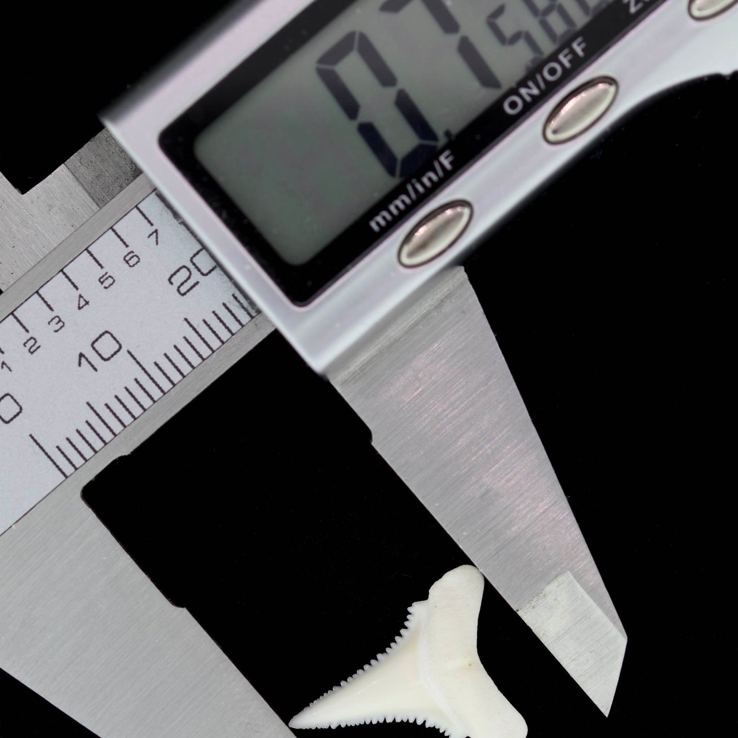 0.75" Modern Great White Shark Tooth