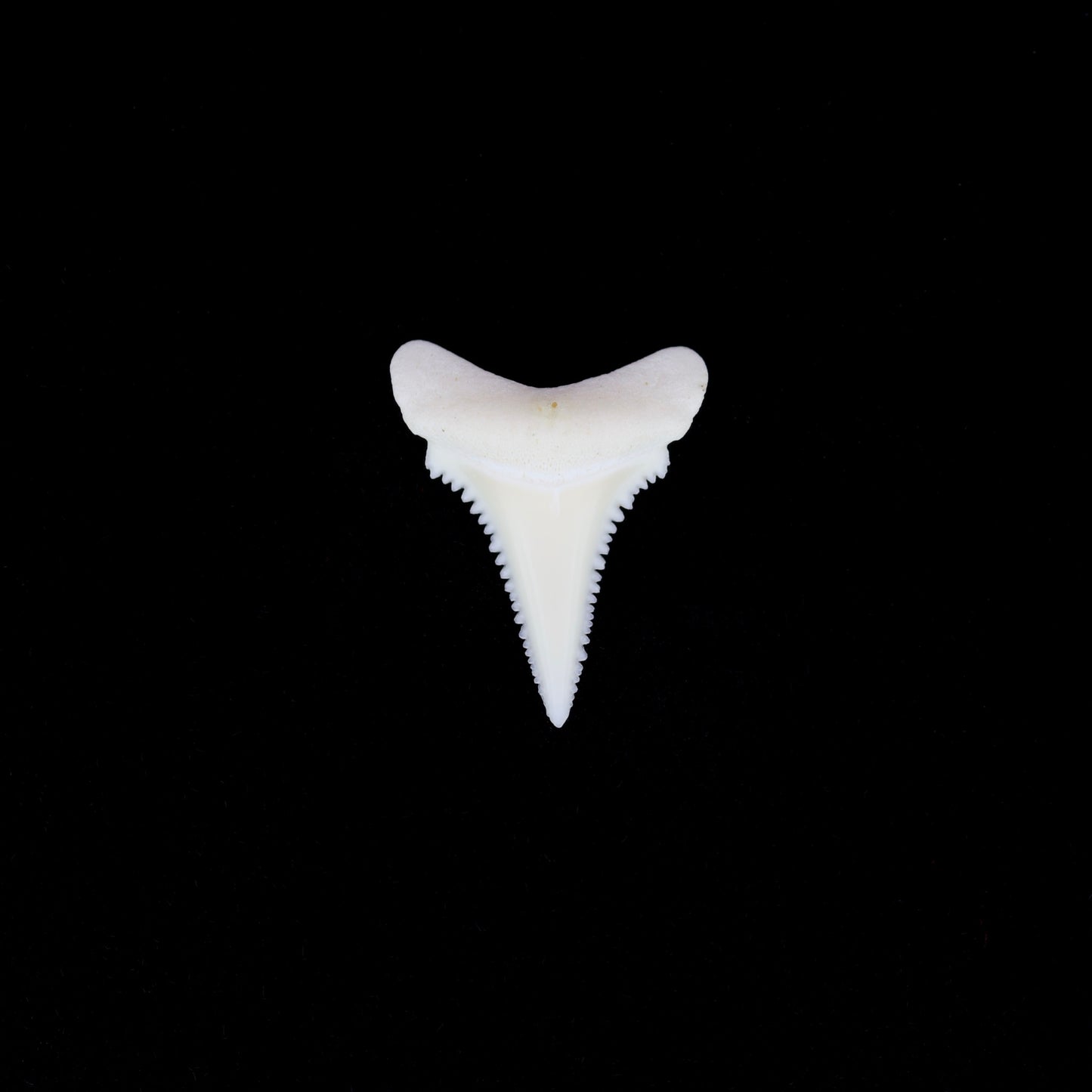 0.75" Modern Great White Shark Tooth