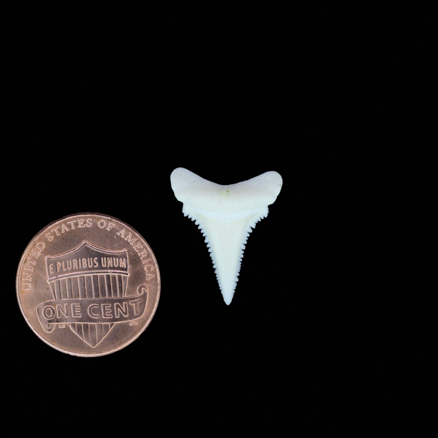 0.75" Modern Great White Shark Tooth