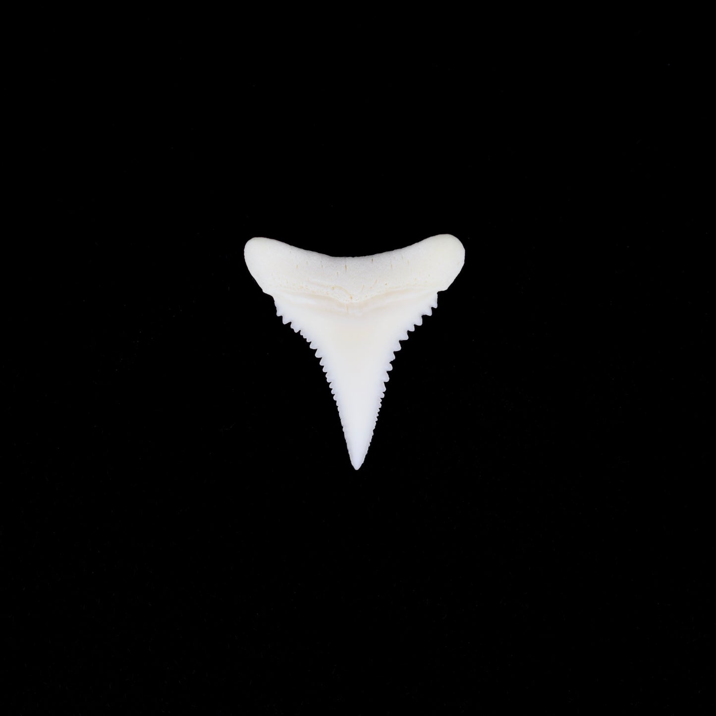 0.77" Modern Great White Shark Tooth