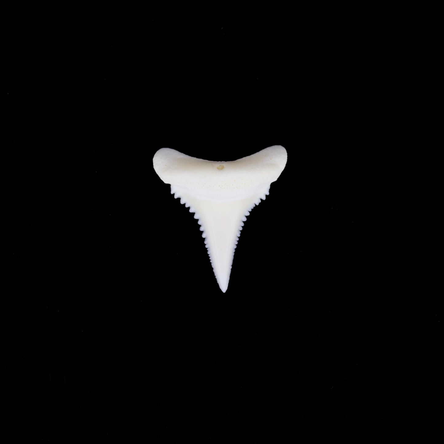 0.77" Modern Great White Shark Tooth