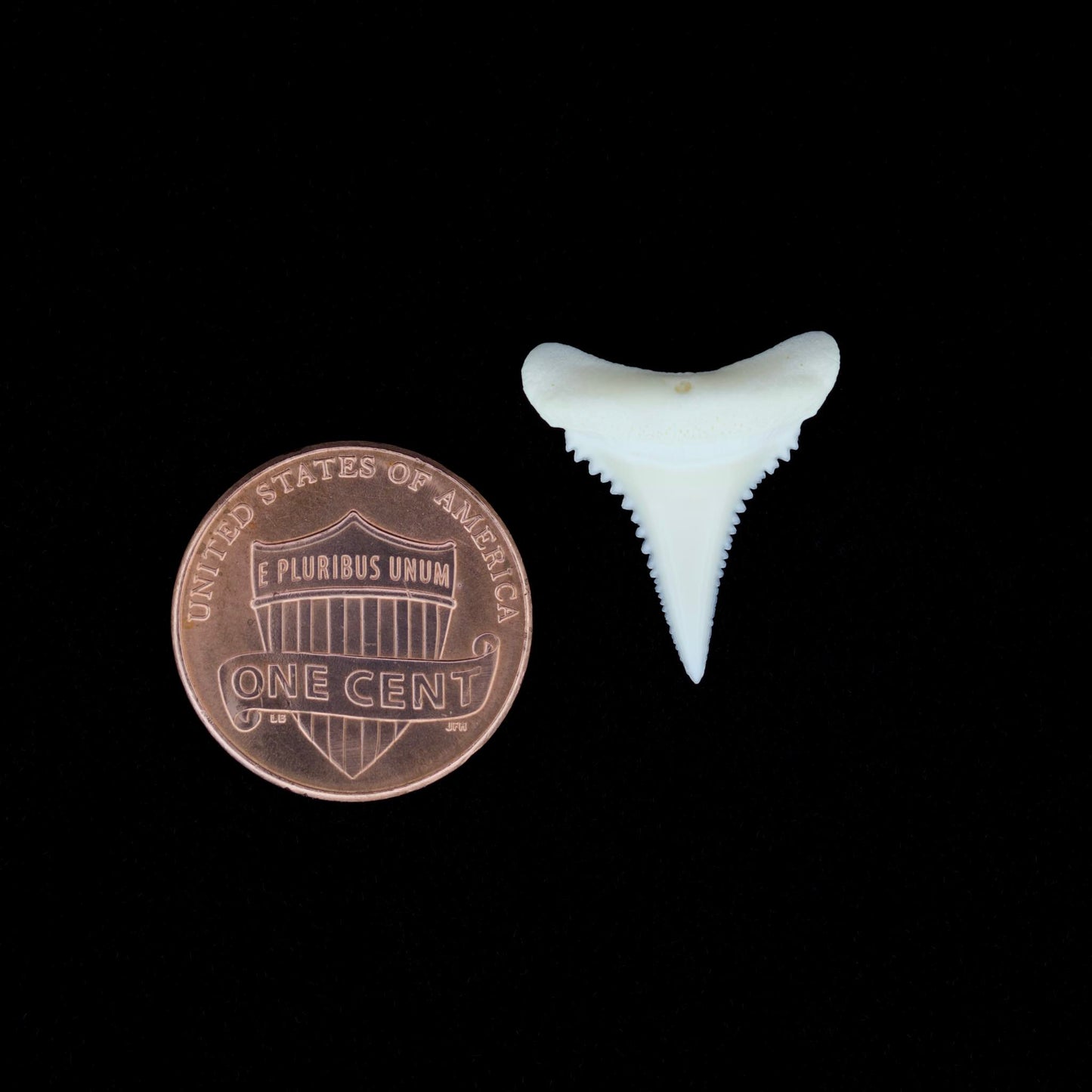 0.77" Modern Great White Shark Tooth