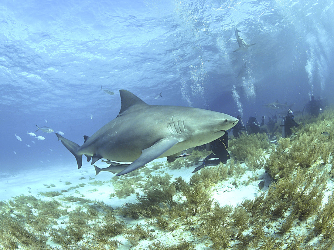 Bull Shark Teeth Identification: Complete Expert Guide