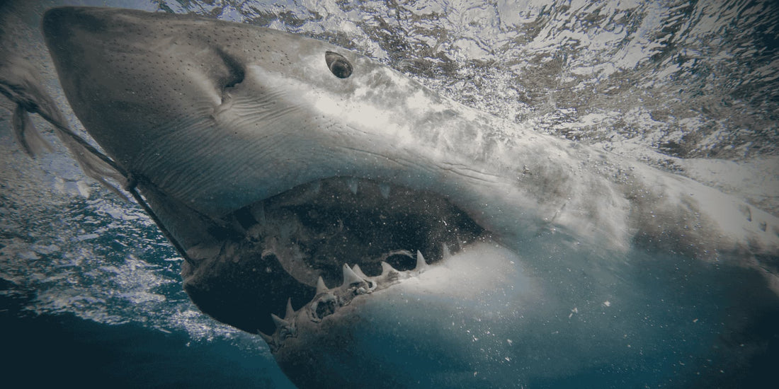 Distinguishing Natural Feeding Wear vs. Other Damage on Shark Teeth
