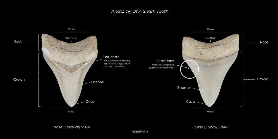 The Complete Guide to Shark Tooth Anatomy