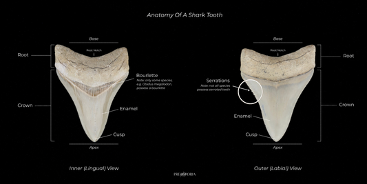 The Complete Guide to Shark Tooth Anatomy