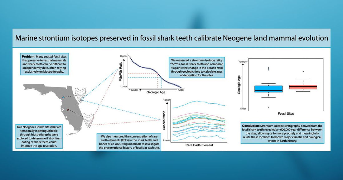 How Scientists Use Shark Teeth as Precise Time Machines [Research]