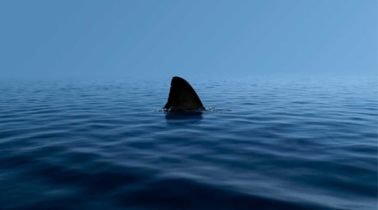 From Jaws to Shark Teeth: How the 1975 Blockbuster Shaped Shark Myths, Science, and Culture