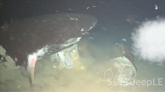 Pacific Sleeper Sharks Documented for First Time in South China Sea