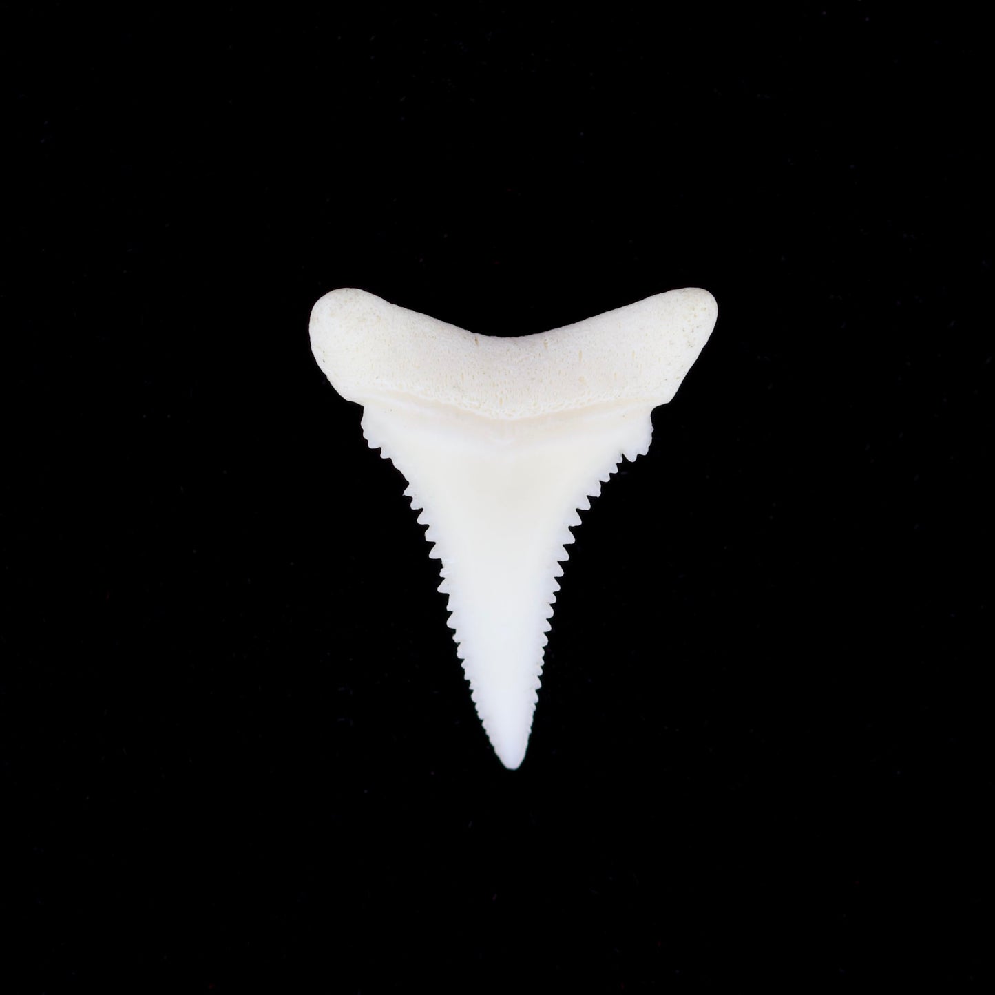 0.8" Modern Great White Shark Tooth