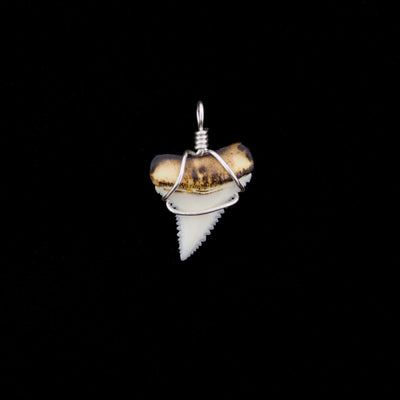 0.72" Modern Great White Tooth Pendant – Burnt Root / Wire-Wrapped