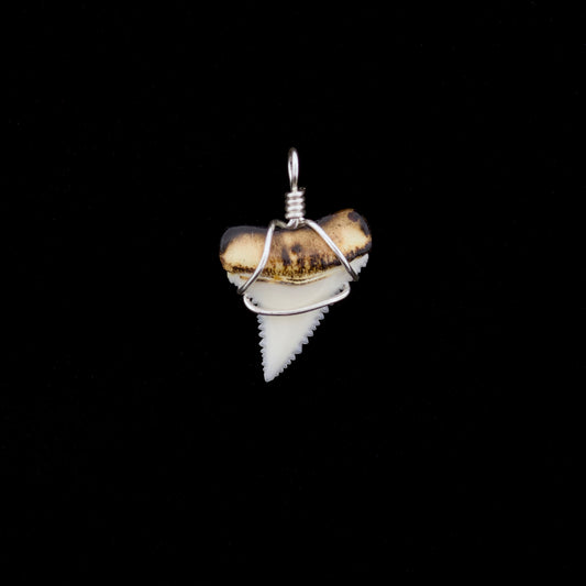 0.72" Modern Great White Tooth Pendant – Burnt Root / Wire-Wrapped