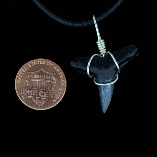 Fossil lemon shark pendant on a cord next to a U.S. penny on a black background
