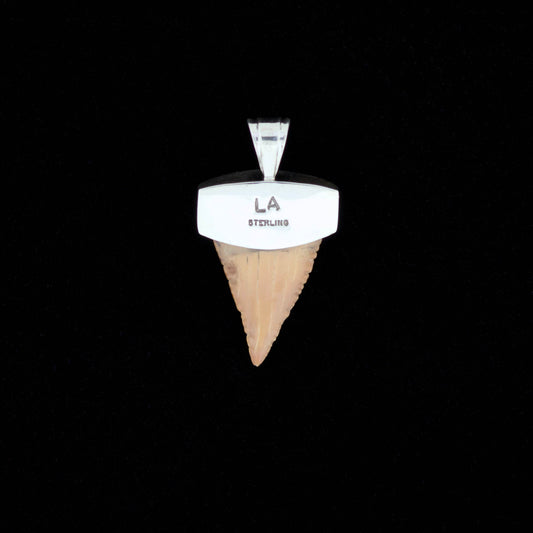 Fossil pygmy white shark tooth pendant with silver bail, onyx and tiger's eye inlay, on a black background. 