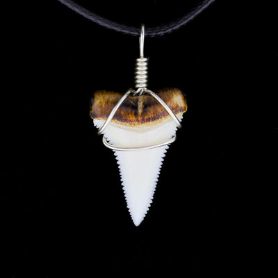 1" Modern Great White Tooth Necklace – Burnt Root / Wire-Wrapped