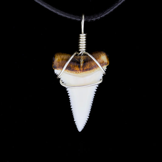 1" Modern Great White Tooth Necklace – Burnt Root / Wire-Wrapped