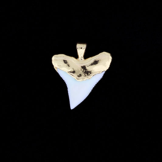 1" Oceanic White Tip Shark Tooth Pendant - 18K Gold Electroformed
