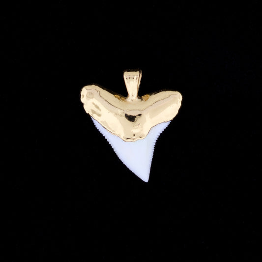 1" Oceanic White Tip Shark Tooth Pendant - 18K Gold Electroformed