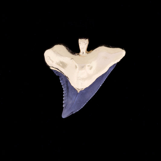 1¼" Fossil Snaggletooth Shark (Hemiprestis serra) Tooth – 18k Gold Electroformed