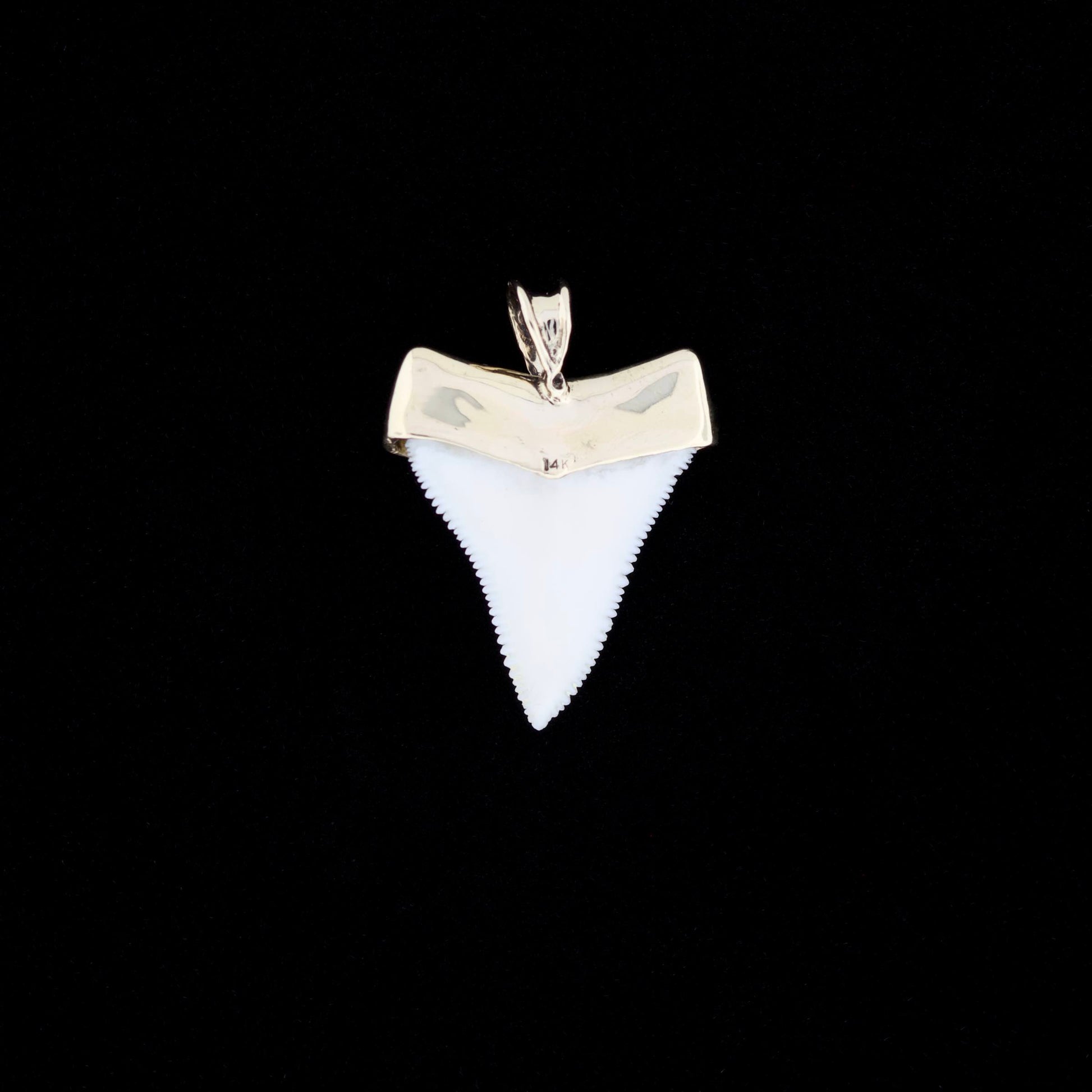 Modern great white shark tooth pendant with a gold cap on a black background