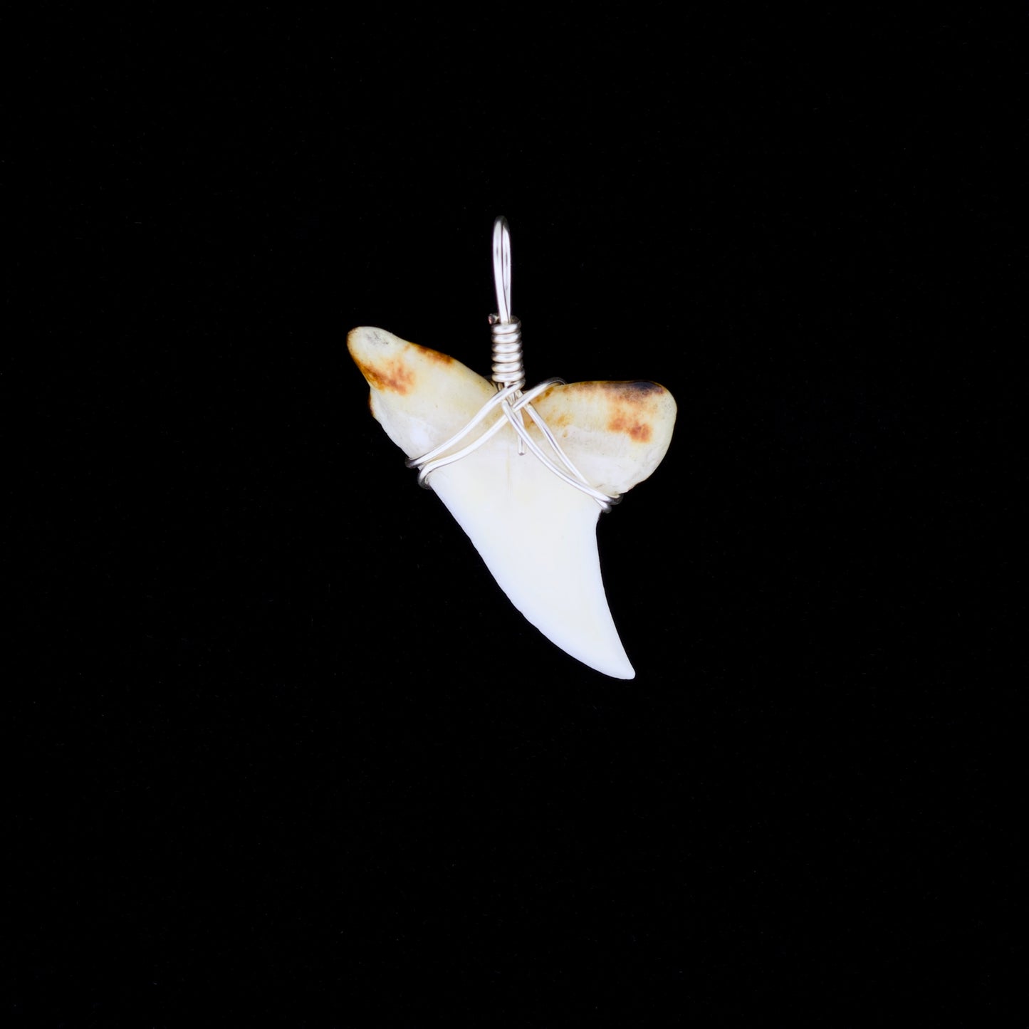 1-1/2" Modern Mako Tooth Pendant, Burnt Root & Scrimshaw
