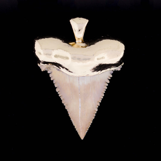 1-1/2" Pygmy White Shark Tooth (Palaeocarcharodon sp.) – 18k Gold Electroformed