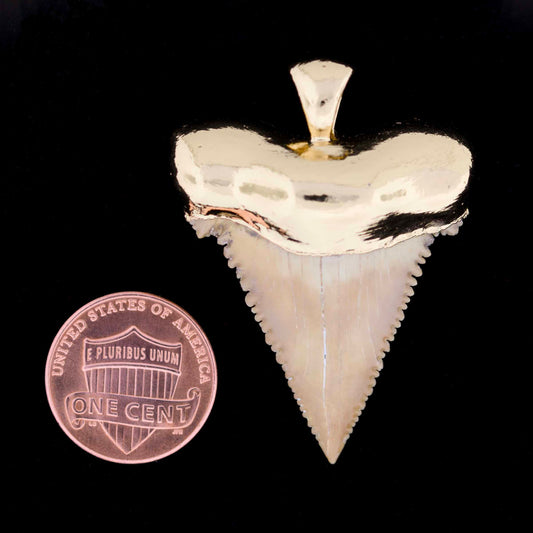 Pygmy white shark tooth pendant with gold setting next to a U.S. penny on a black background