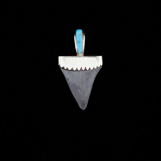 Fossil mako shark tooth pendant with blue turquoise inlay on a black background