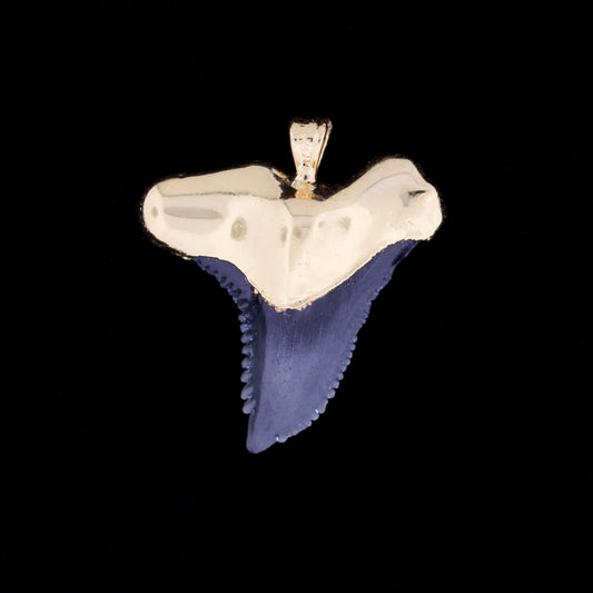 1¼" Fossil Snaggletooth Shark (Hemiprestis serra) Tooth – 18k Gold Electroformed