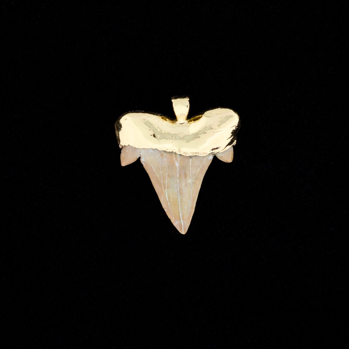 Gold plated otodus obliquus shark tooth pendant, on a black background