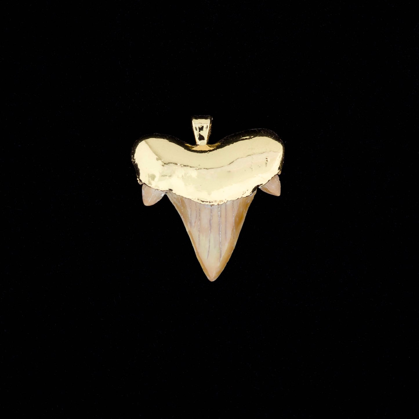 Gold plated otodus obliquus shark tooth pendant, on a black background