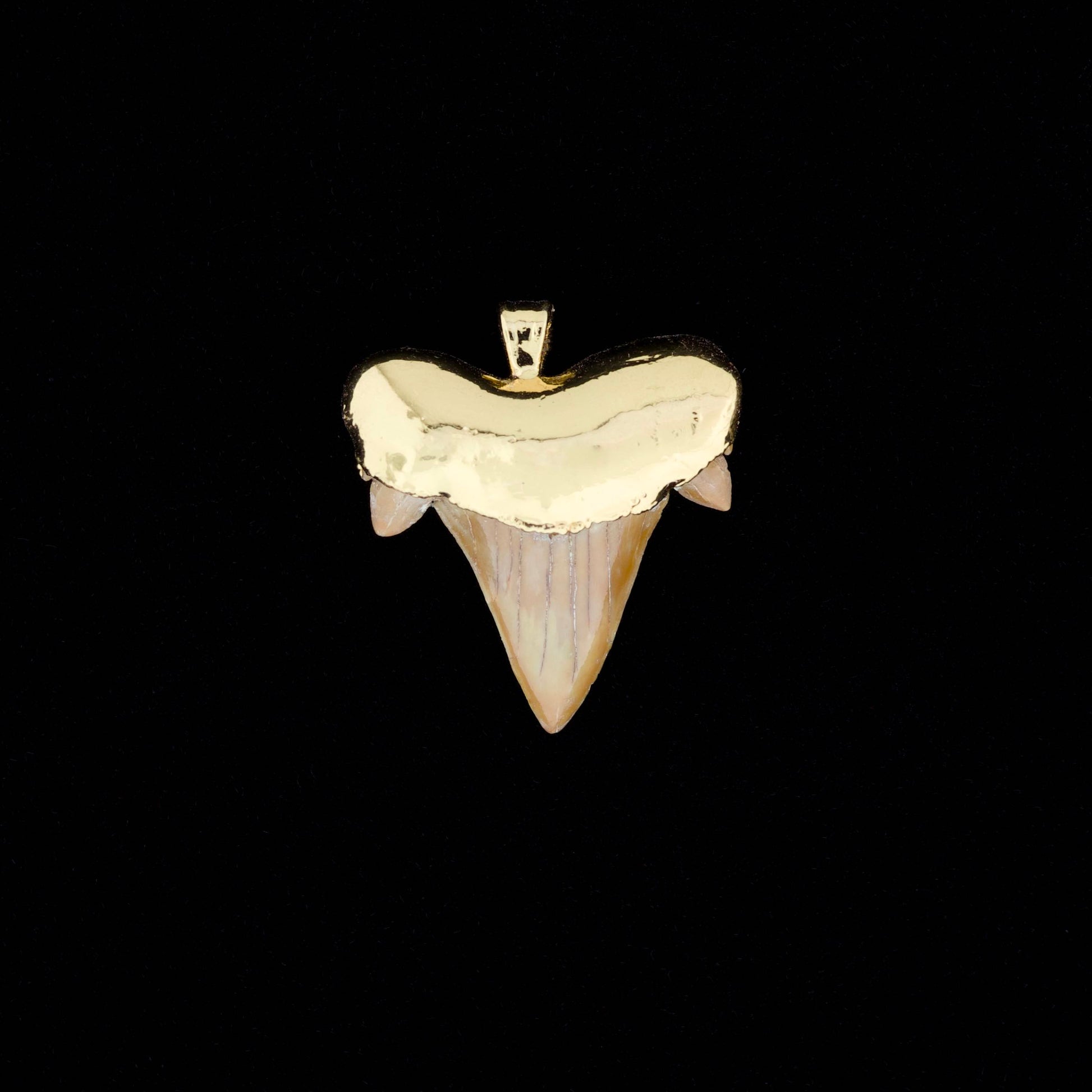 Gold plated otodus obliquus shark tooth pendant, on a black background