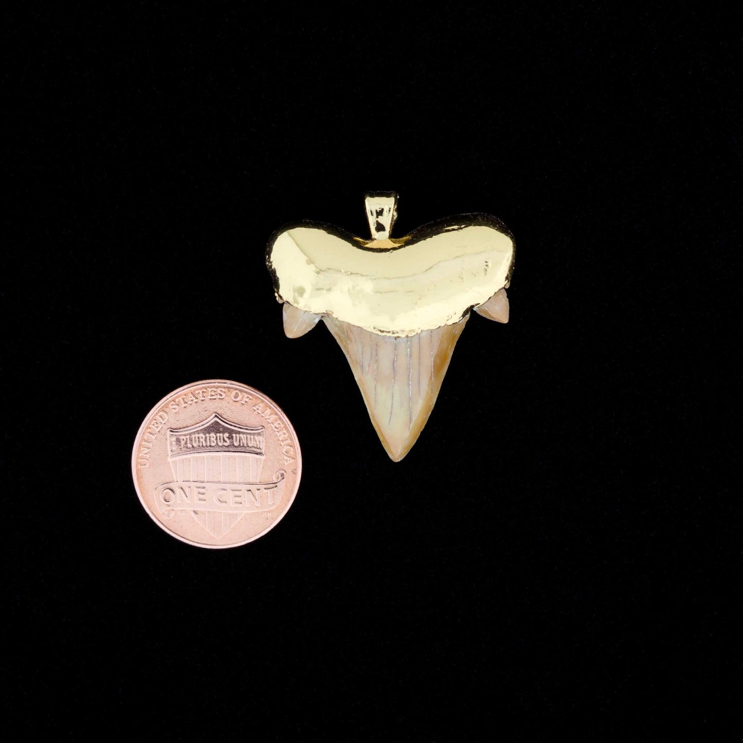 Gold plated otodus obliquus shark tooth pendant, next to a penny for scale, on a black background